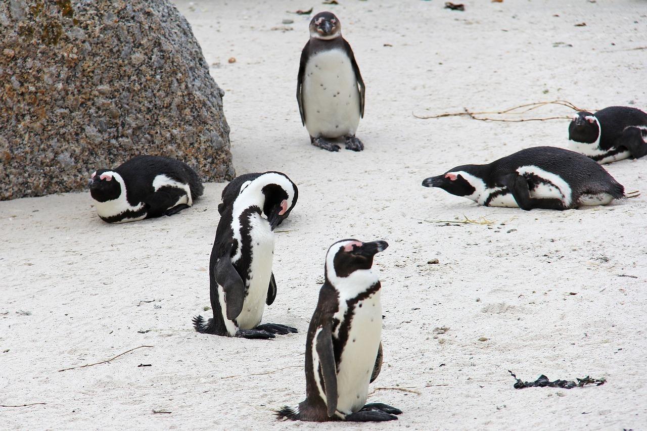 African Penguins at Boulders Beach