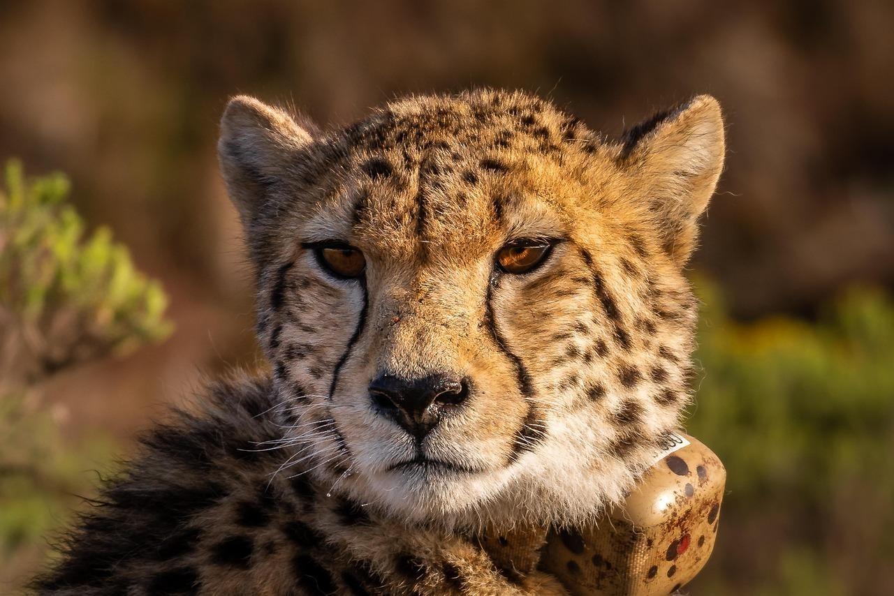 Cheetah laying down 