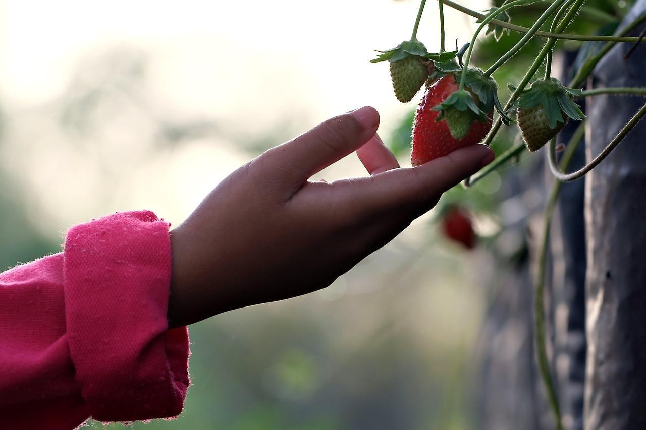 Child picking strawberries