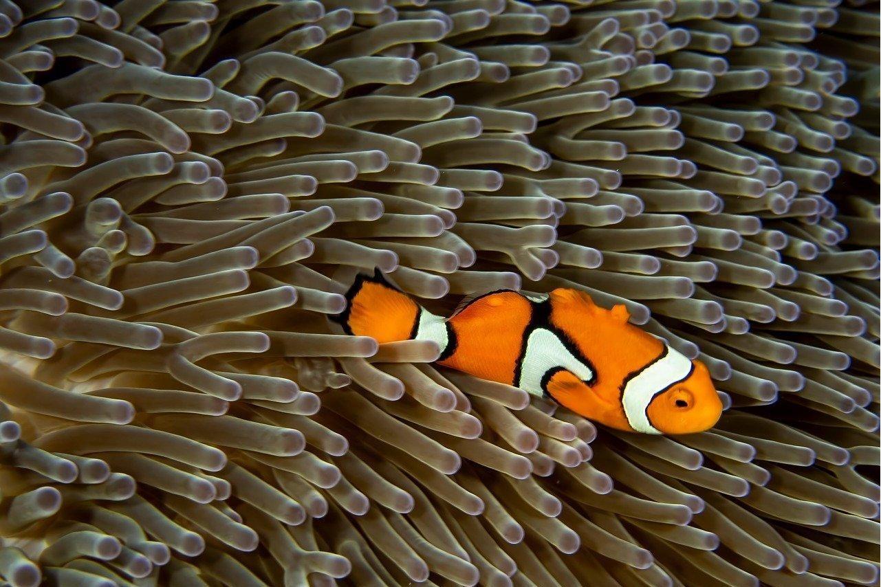 Clown Fish in Sea anemone 