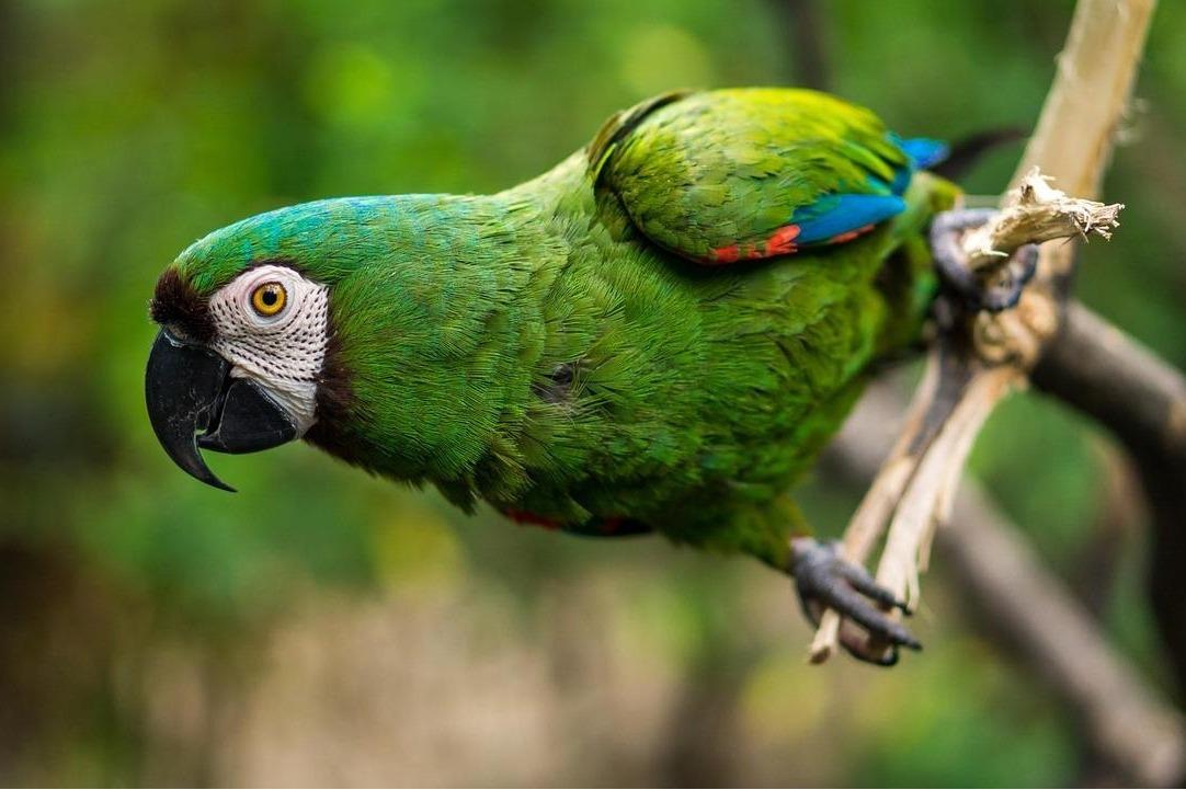 Green Parrot hanging on a branch