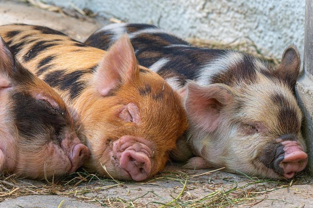 Three sleeping piglets